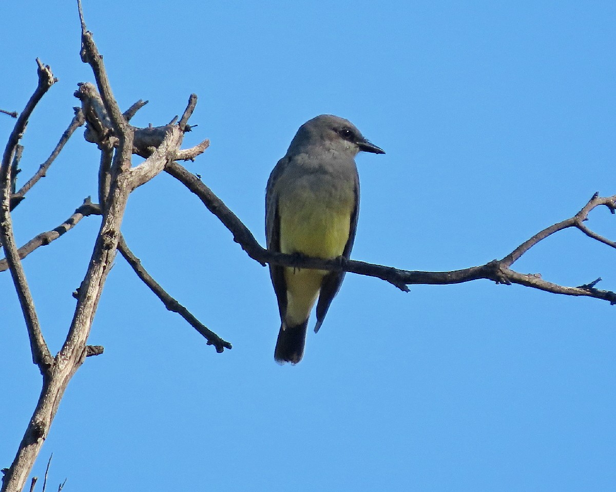 Cassin's Kingbird - ML646944598