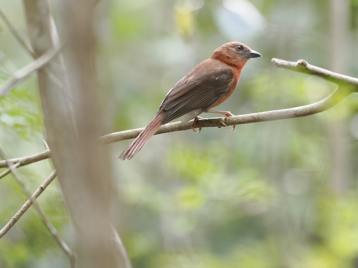 Red-throated Ant-Tanager - ML646944599