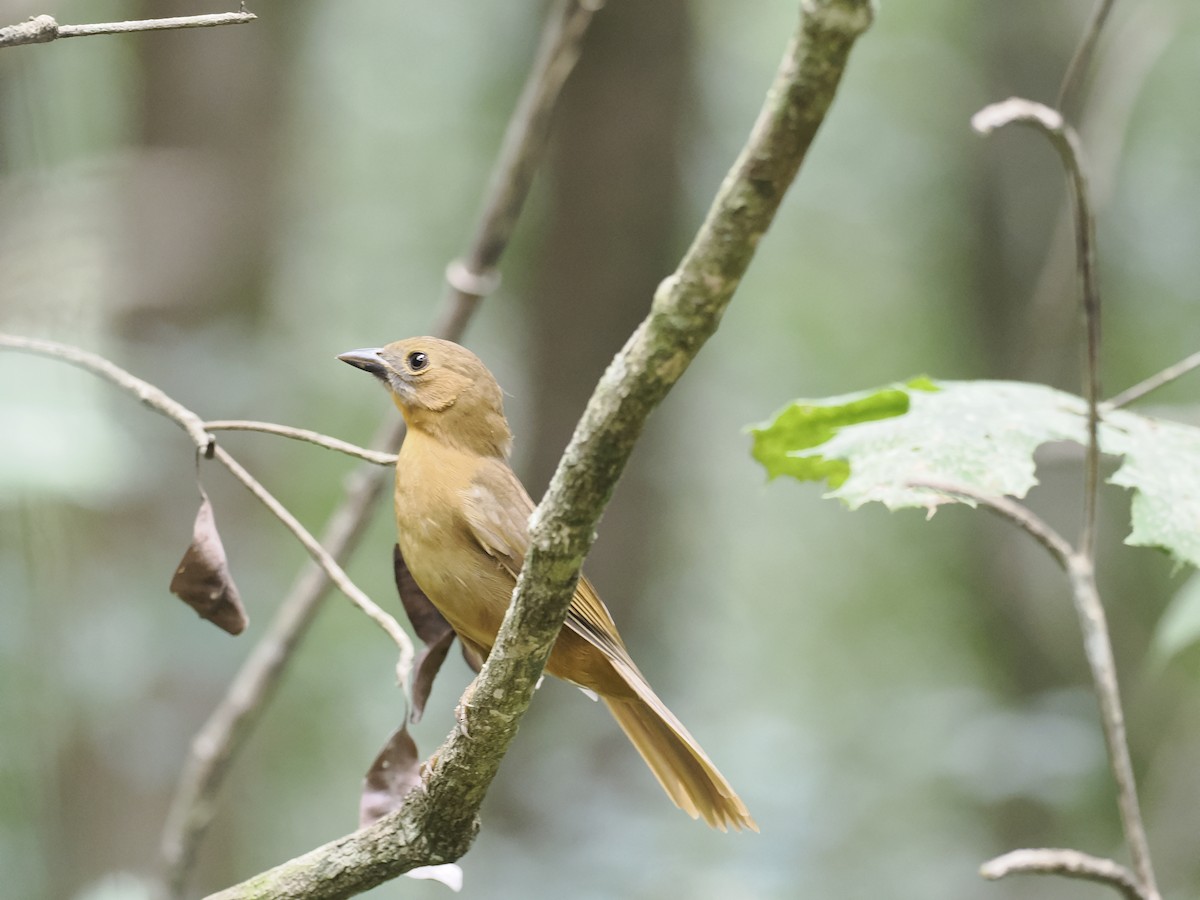 Red-throated Ant-Tanager - ML646944600