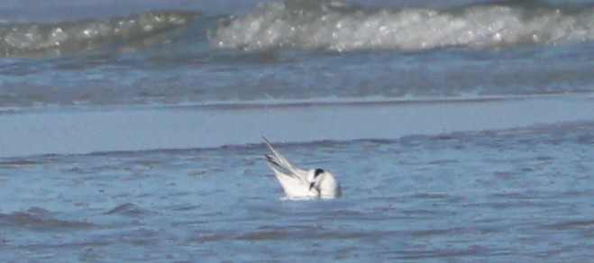 Charrán de Forster - ML646944602