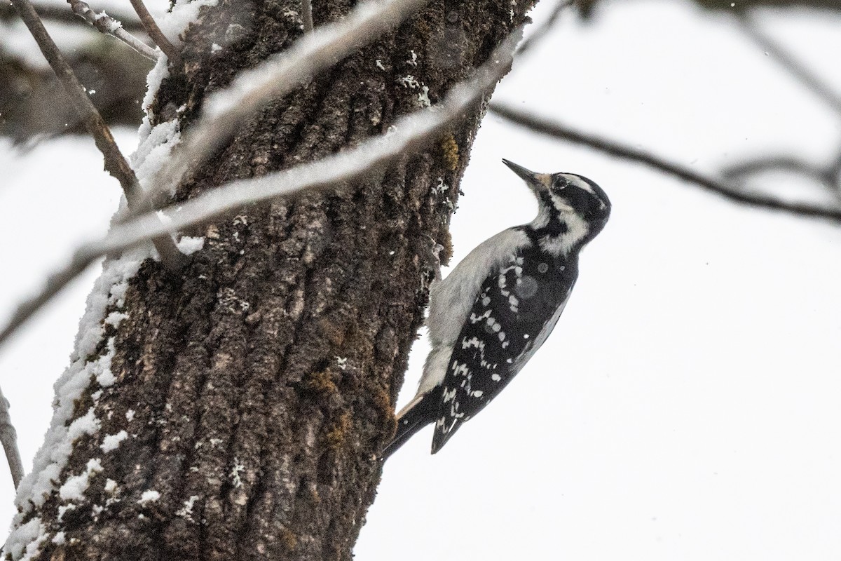Hairy Woodpecker - ML646944607