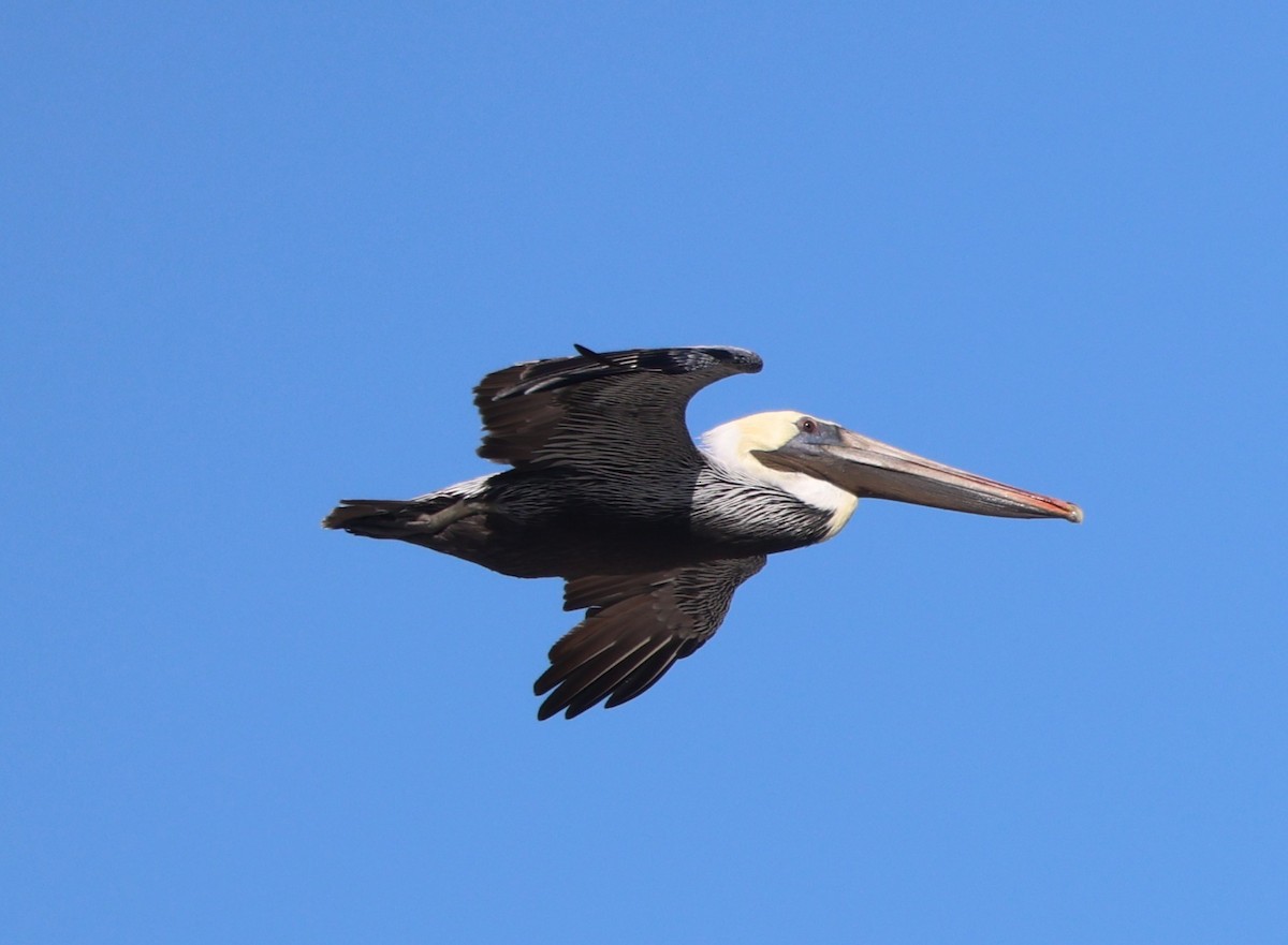 Pelícano Pardo - ML646944613