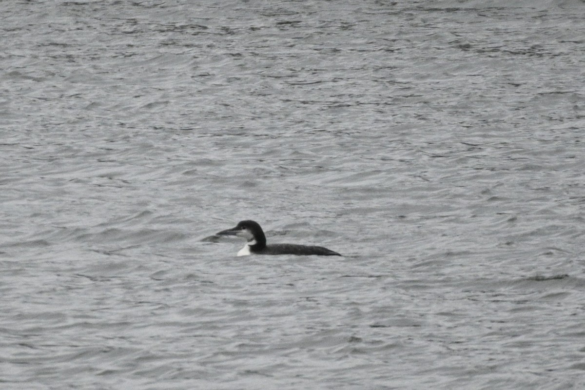 Common Loon - ML646944614