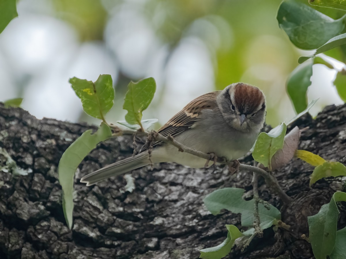 Cırcır Sesli Serçe - ML646944615