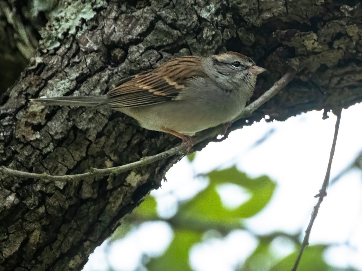 Cırcır Sesli Serçe - ML646944616