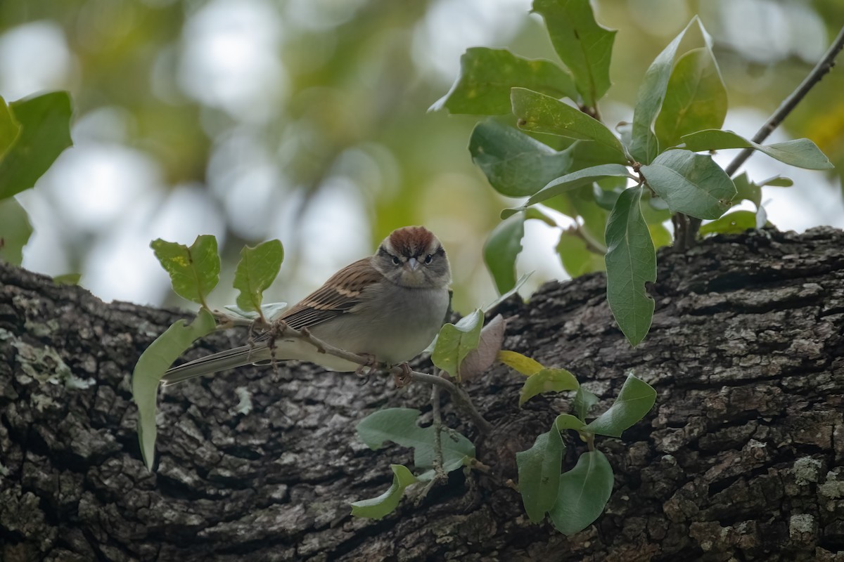 Cırcır Sesli Serçe - ML646944617