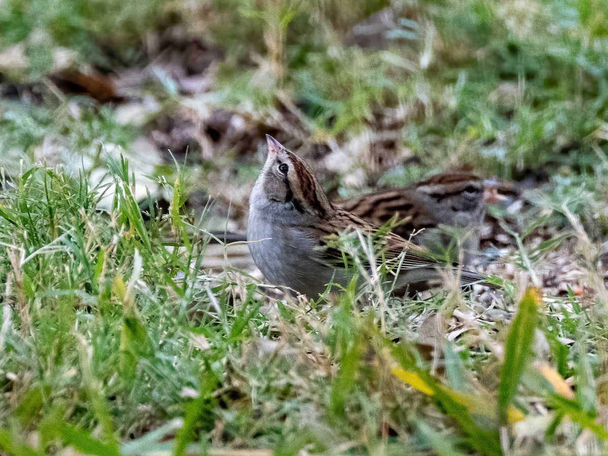 Cırcır Sesli Serçe - ML646944618