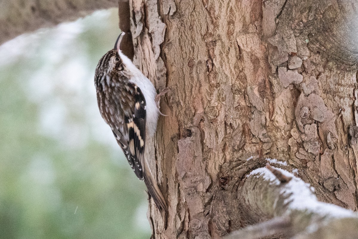 Brown Creeper - ML646944621