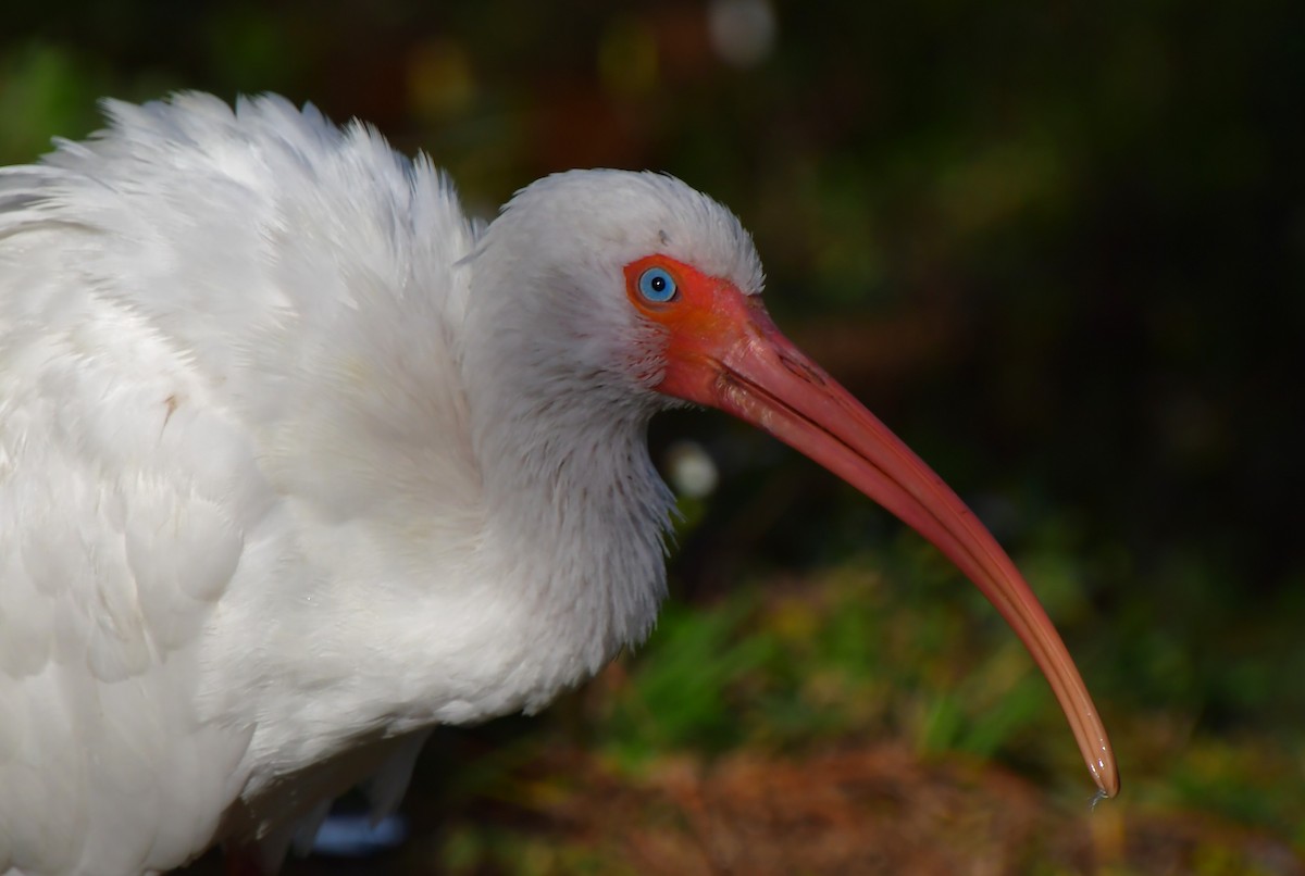 White Ibis - ML646944622