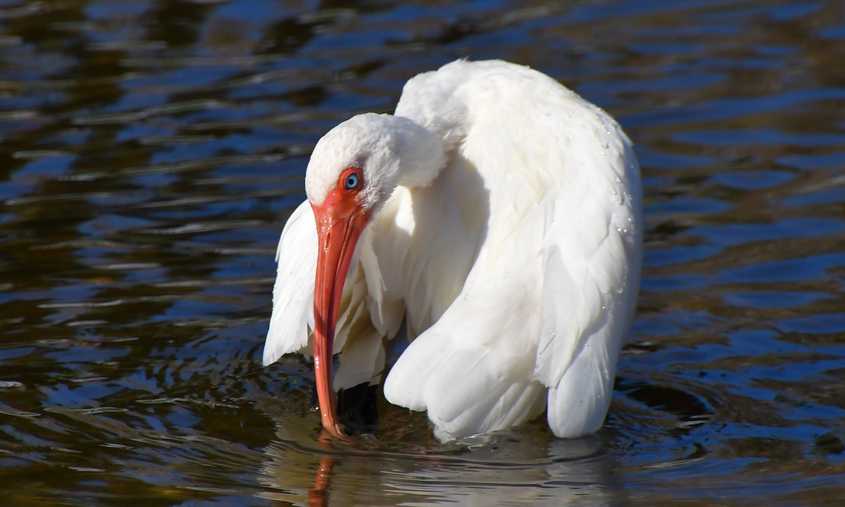 White Ibis - ML646944623