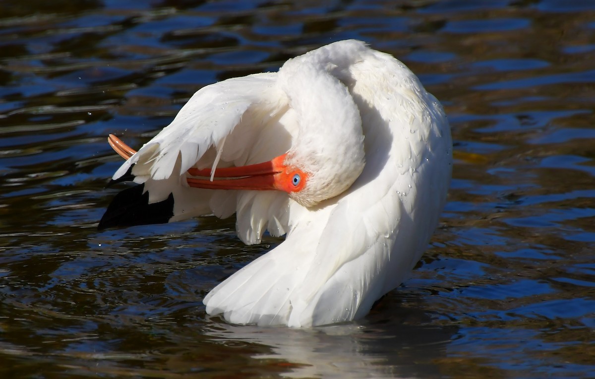 White Ibis - ML646944624