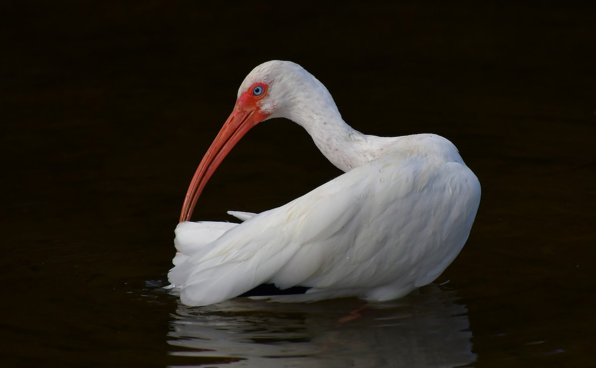 White Ibis - ML646944625