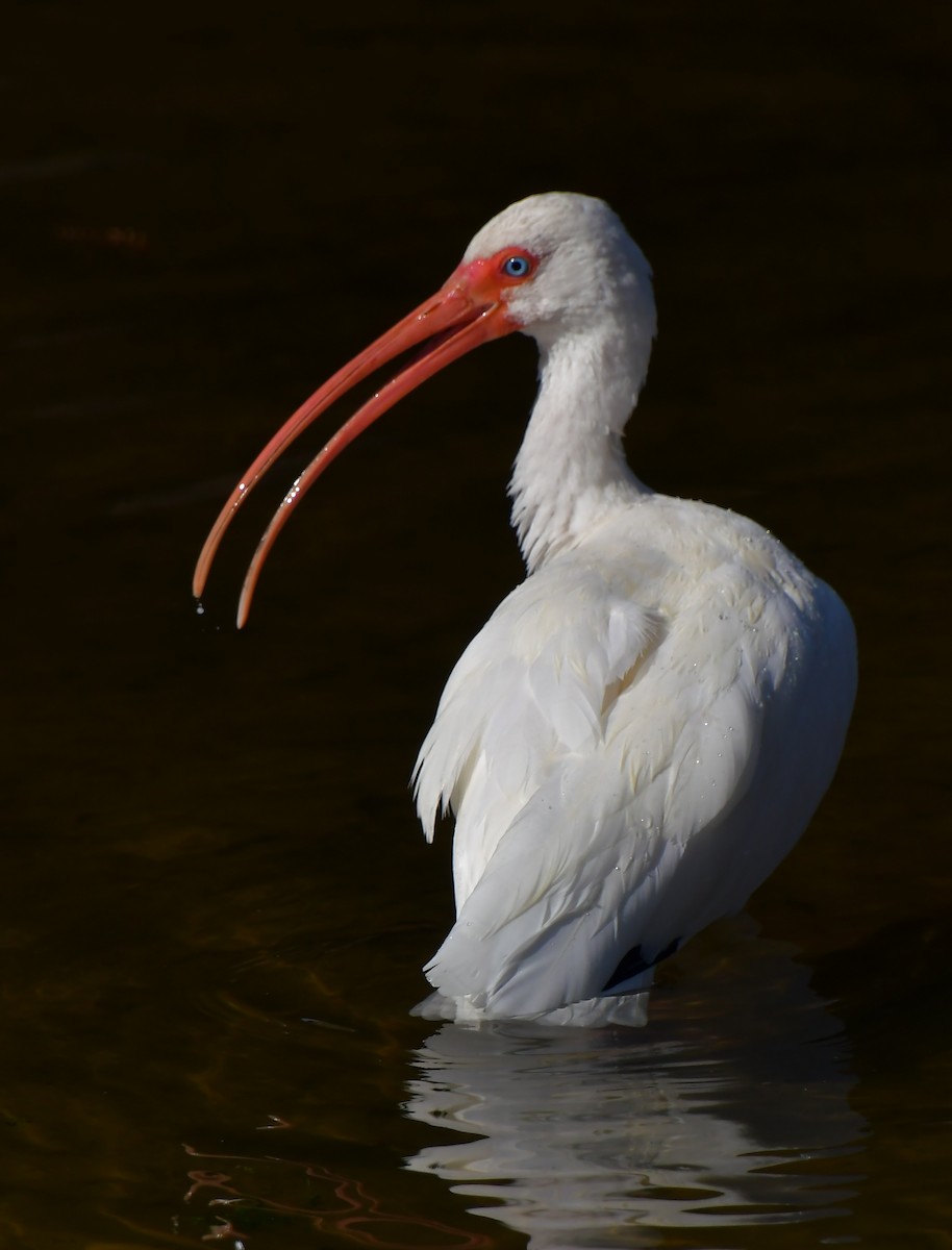 White Ibis - ML646944626