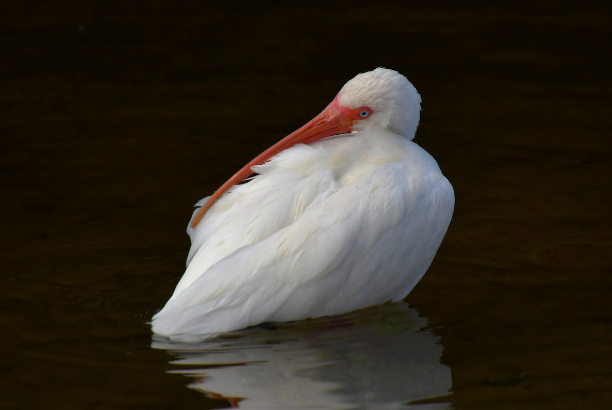 White Ibis - ML646944627
