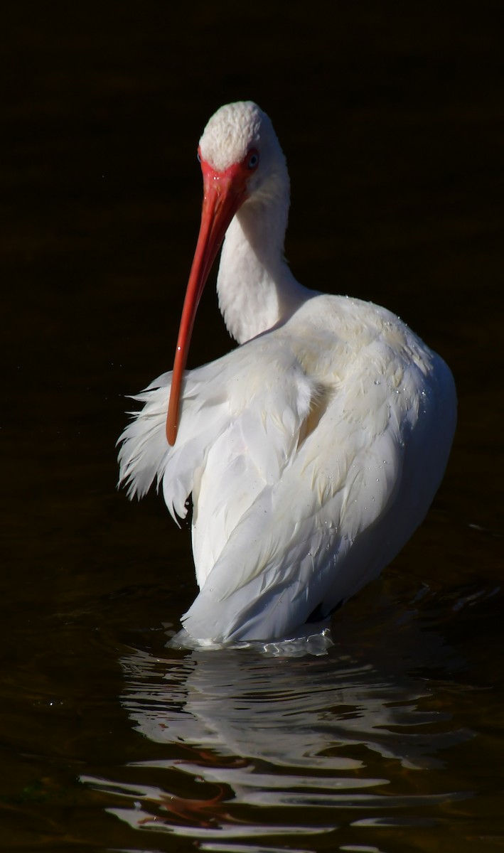 White Ibis - ML646944628
