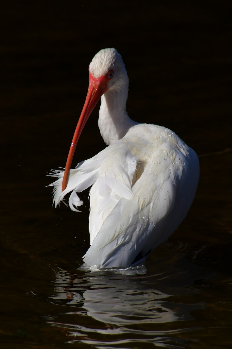 White Ibis - ML646944629