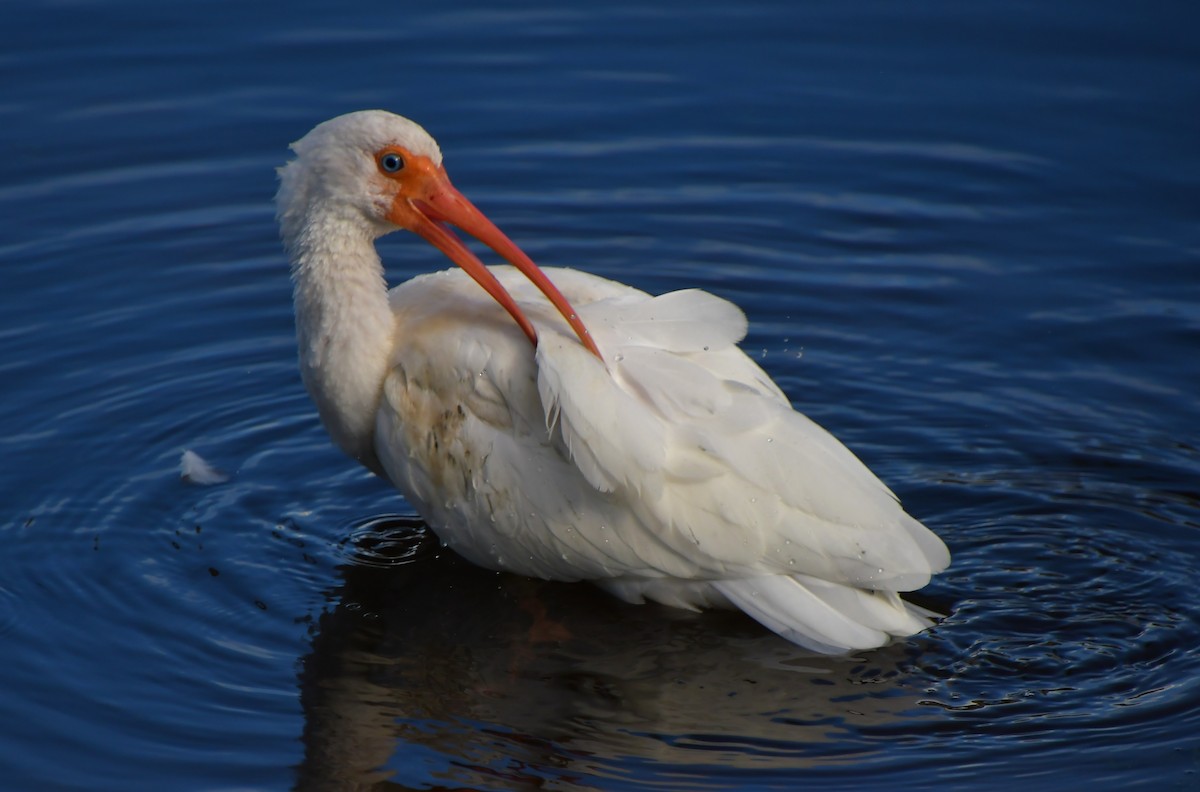 White Ibis - ML646944630