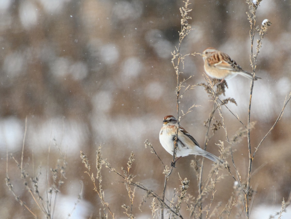 American Tree Sparrow - ML646944631