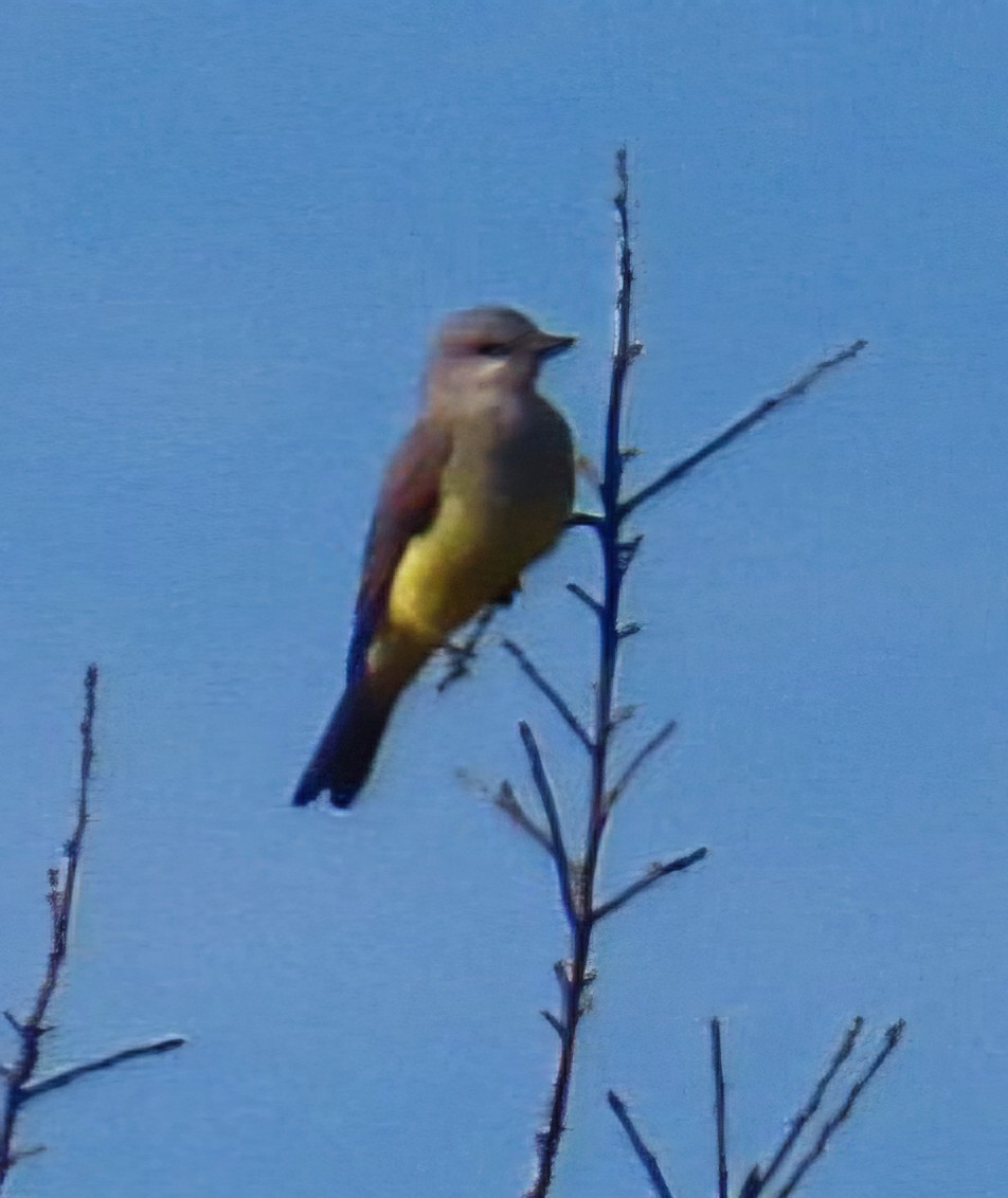 Western Kingbird - ML646944633