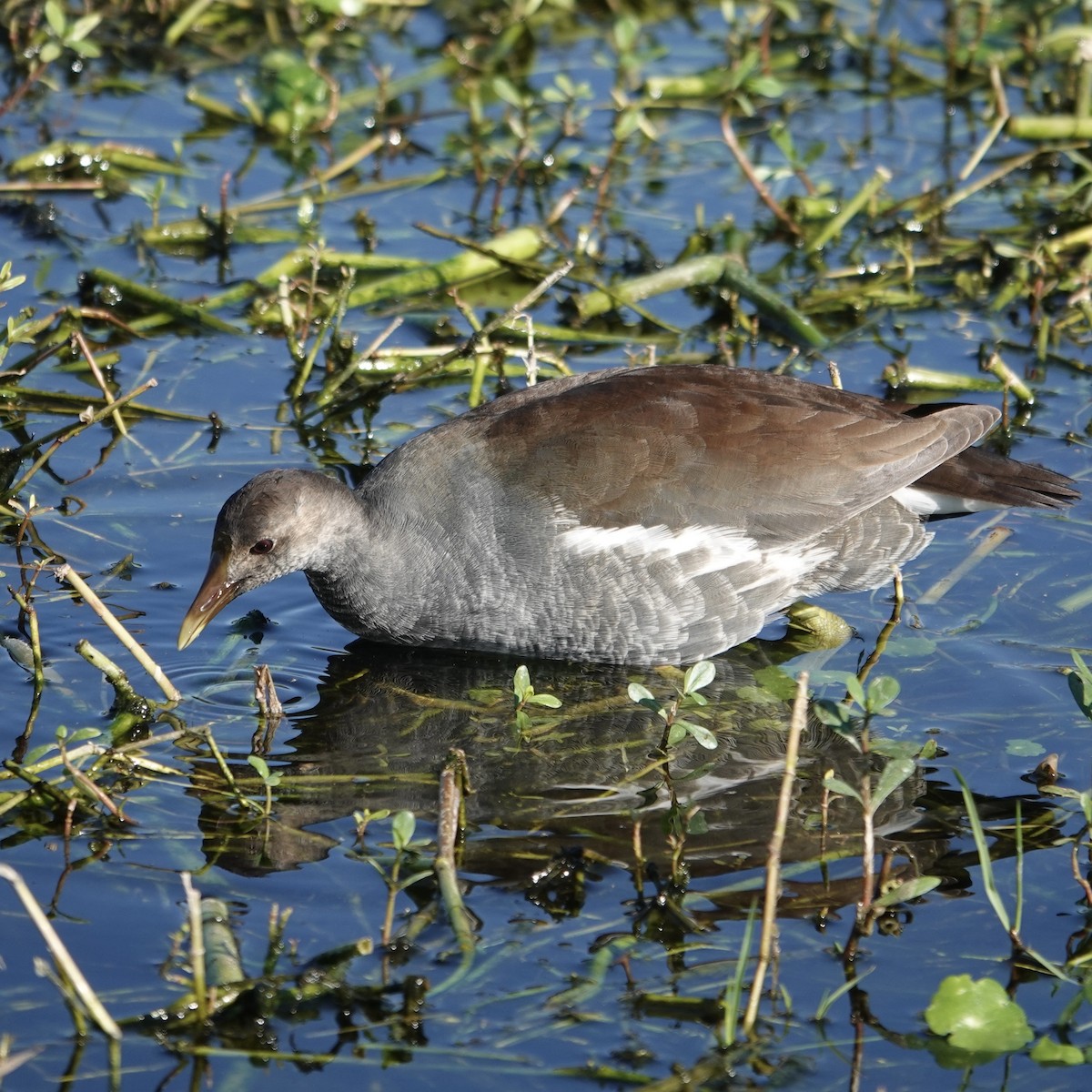 slípka americká [skupina galeata] - ML646944635