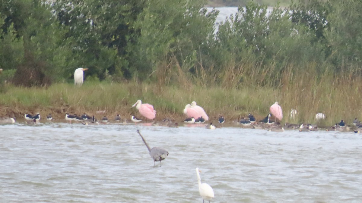 Roseate Spoonbill - ML646944636