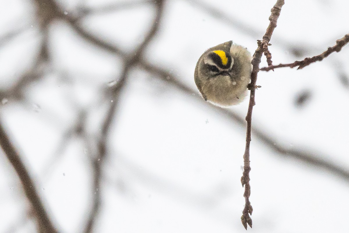Golden-crowned Kinglet - ML646944637