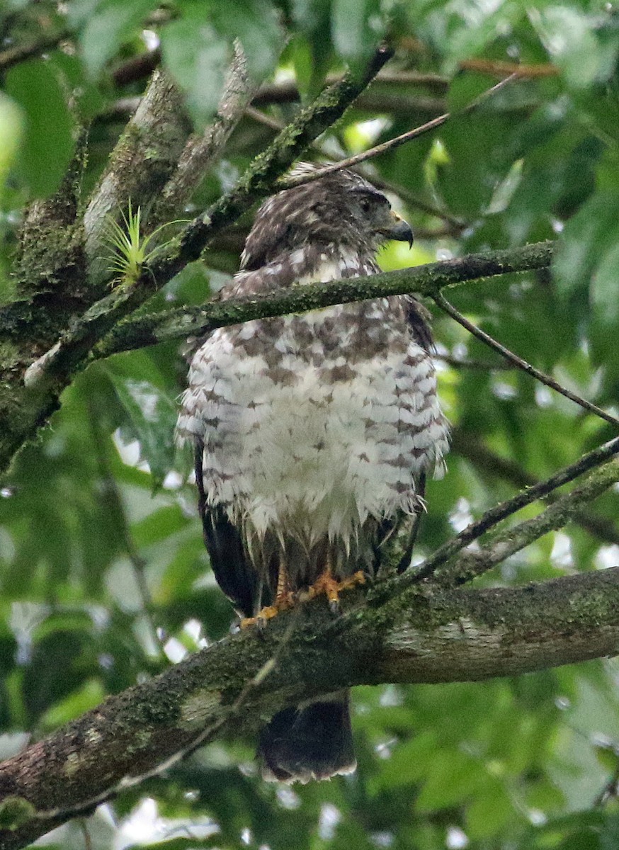 Breitflügelbussard - ML646944638