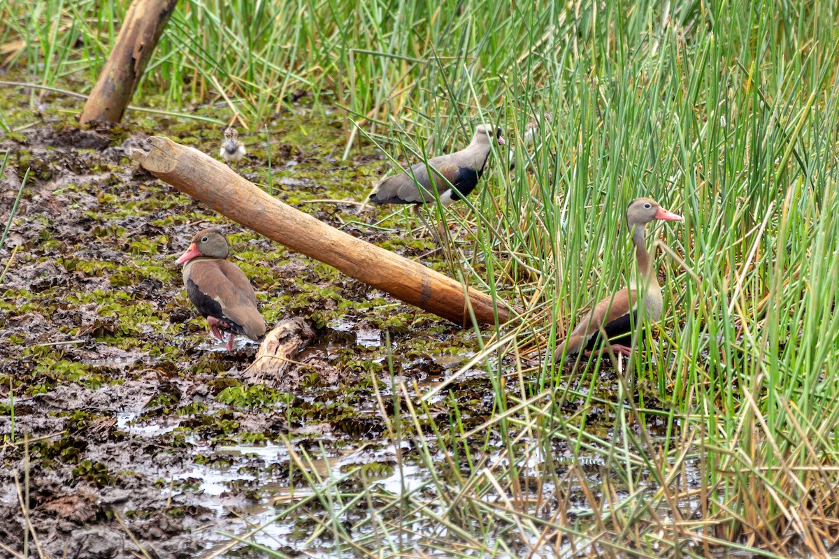 Dendrocigna beccorosso - ML646944639