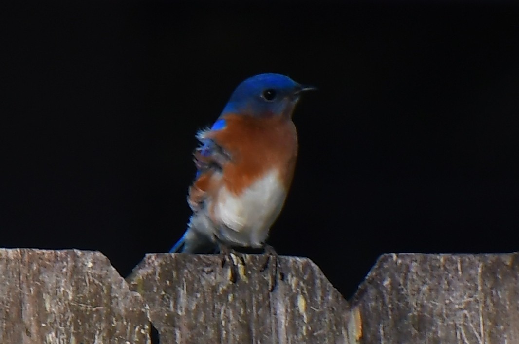 Azulejo Oriental - ML646944640