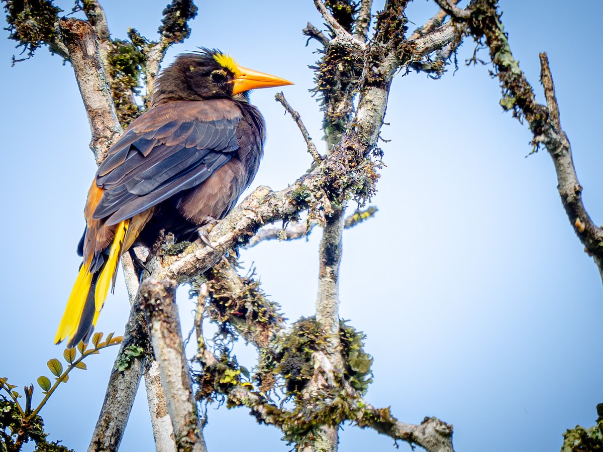 Russet-backed Oropendola - ML646944641