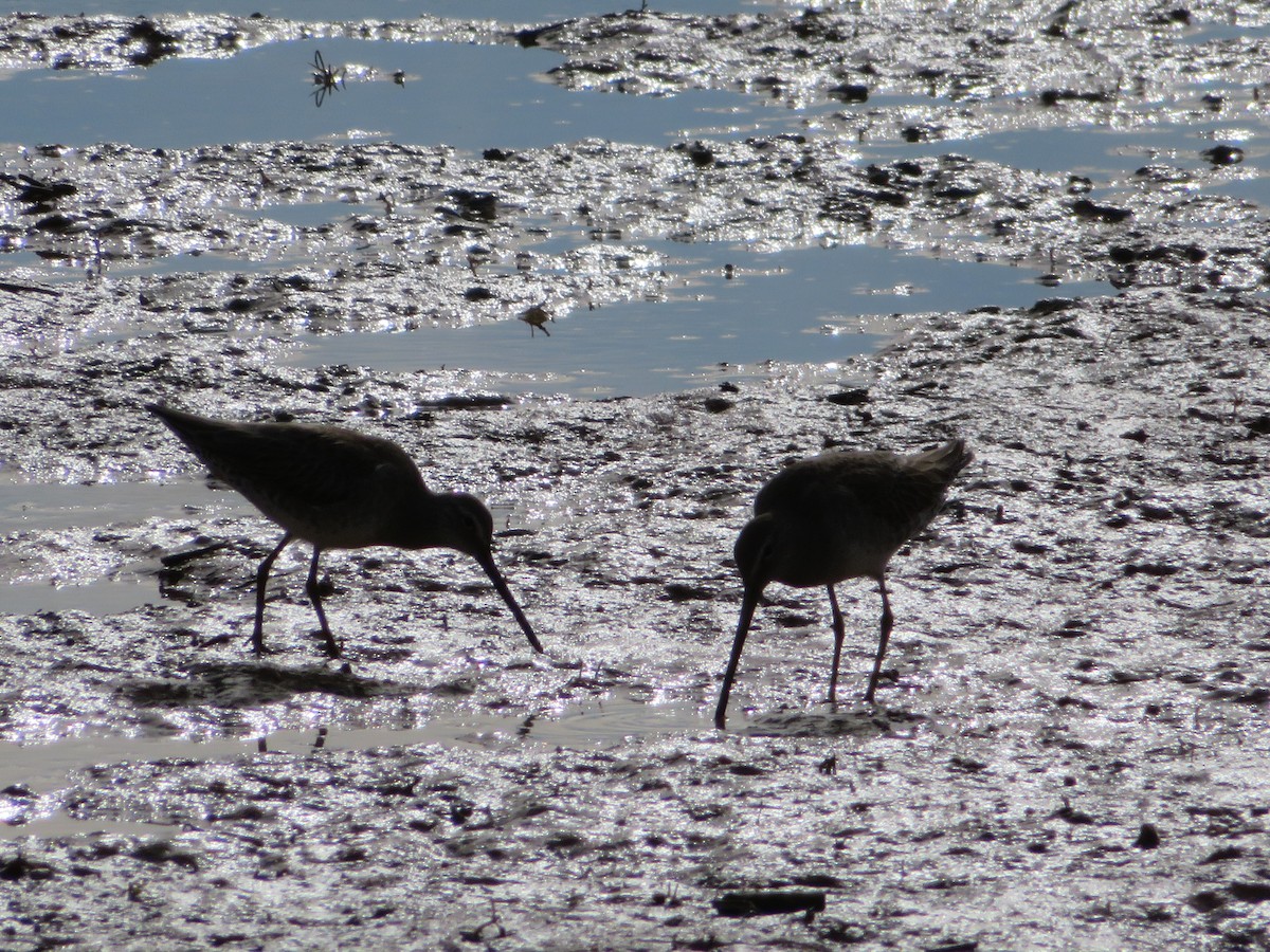 Tundraschlammläufer - ML646944642