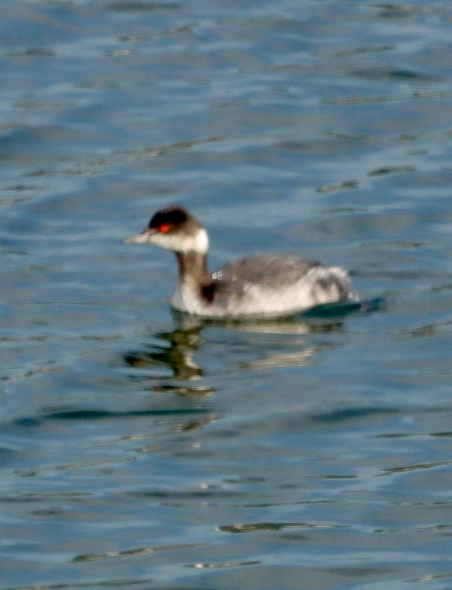 Grèbe à cou noir - ML646944644