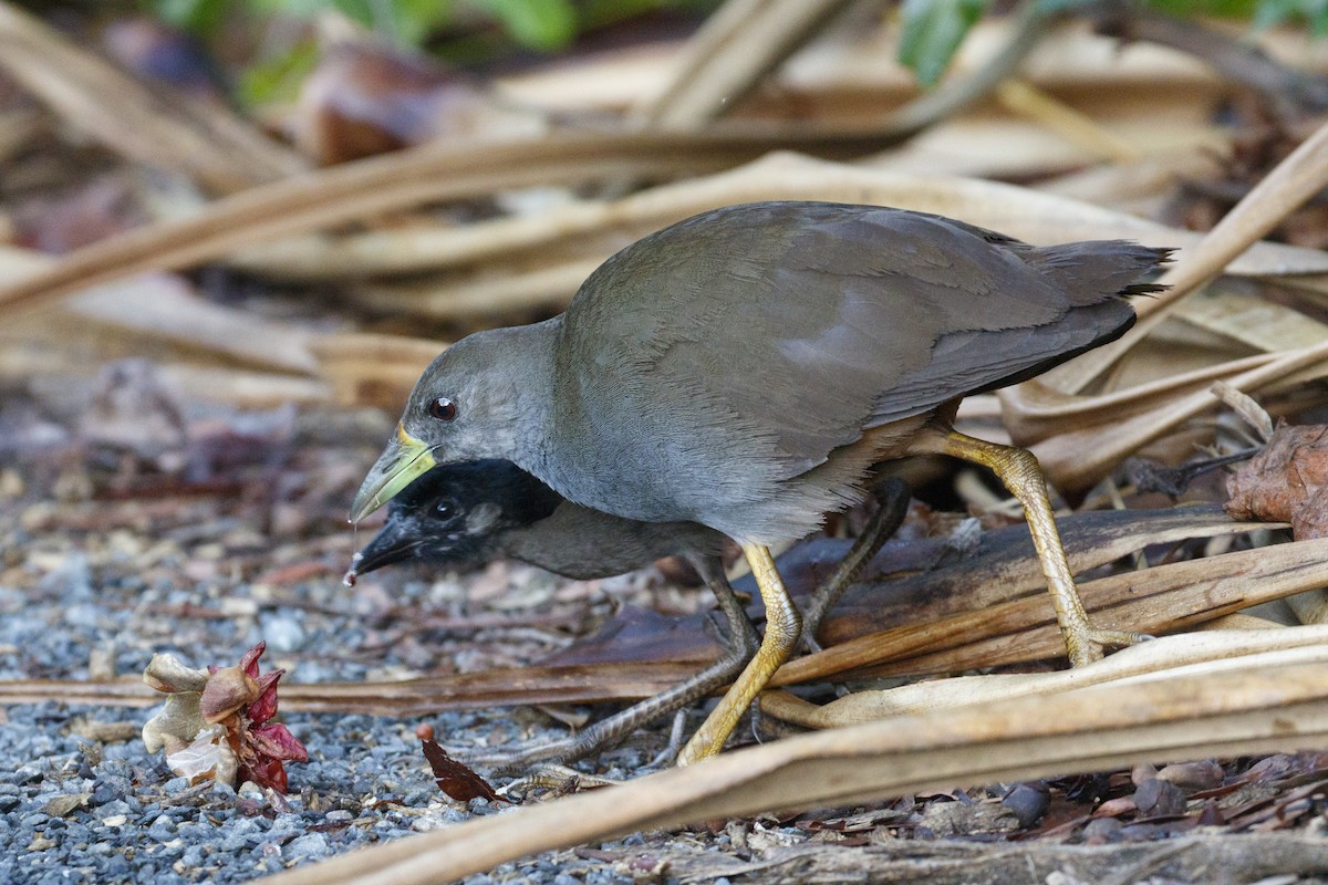 アカオクイナ - ML646944645