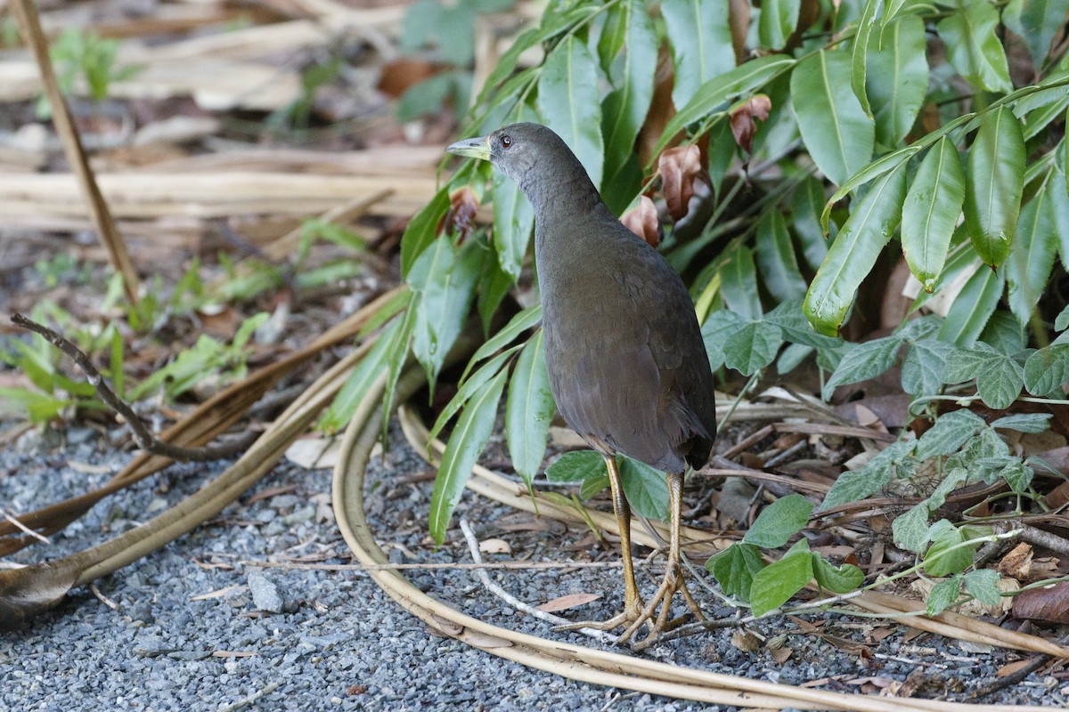 アカオクイナ - ML646944646