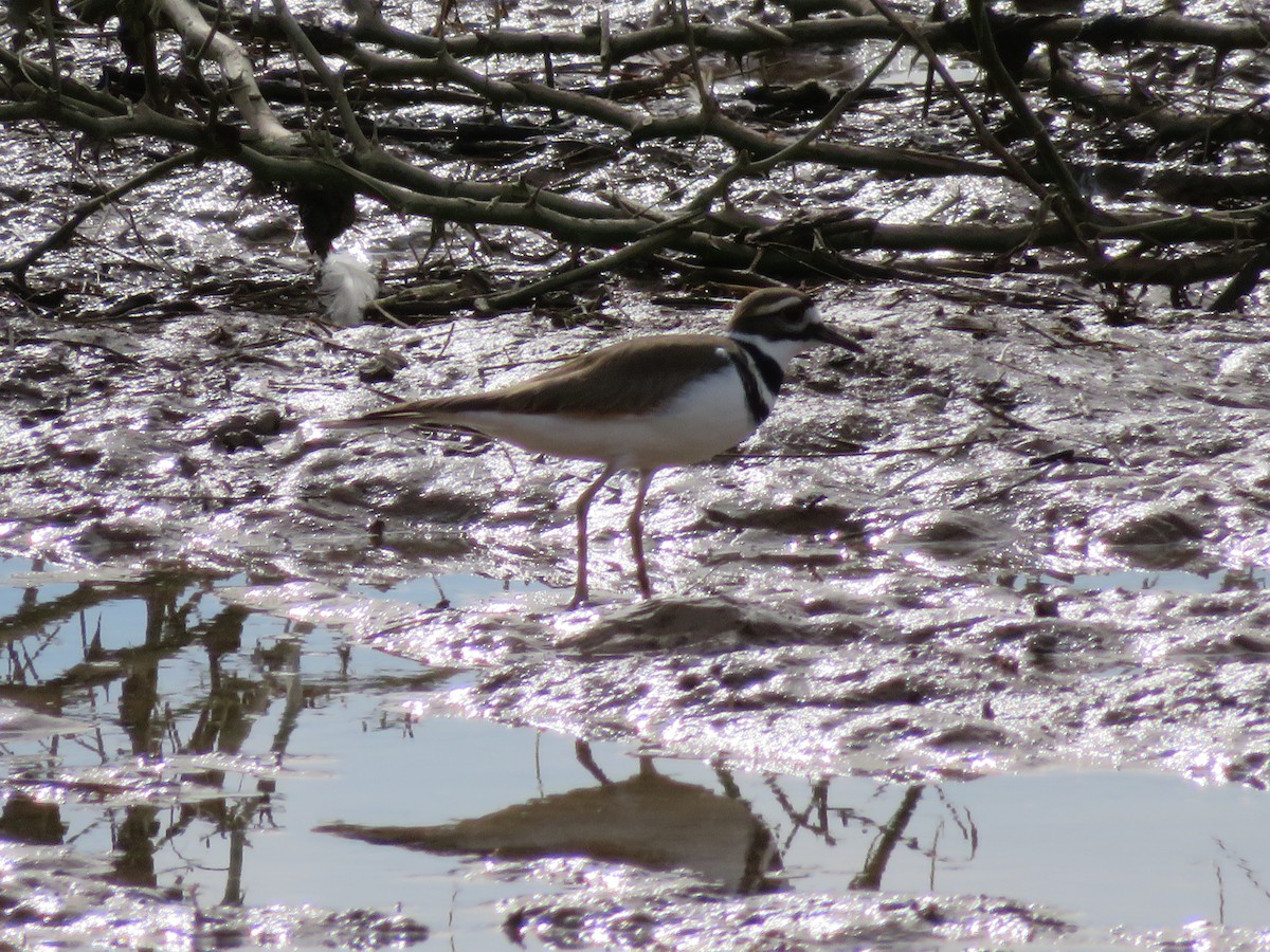 Keilschwanz-Regenpfeifer - ML646944651