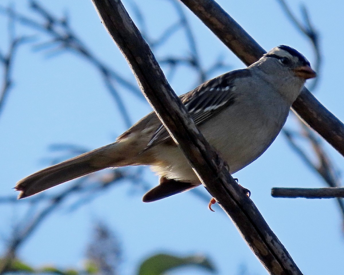 White-crowned Sparrow - ML646944652