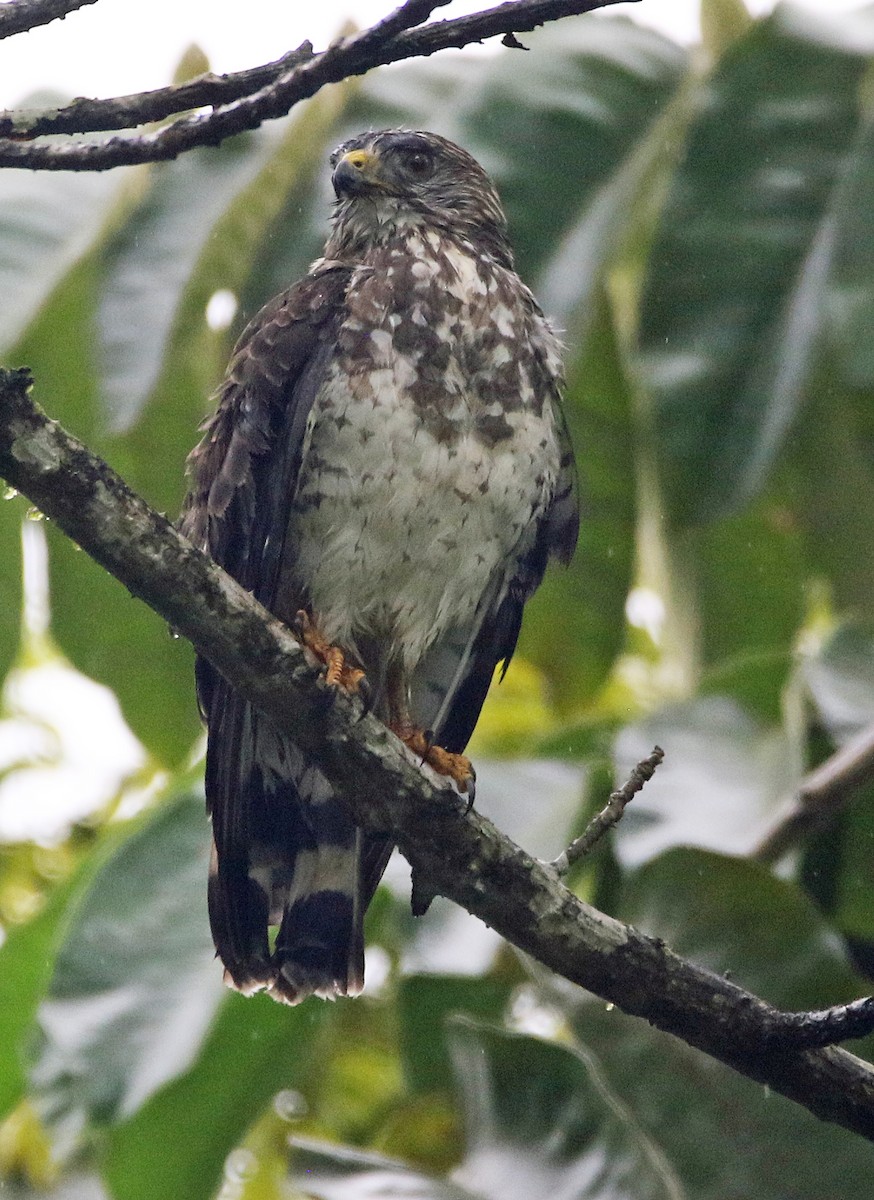Breitflügelbussard - ML646944653