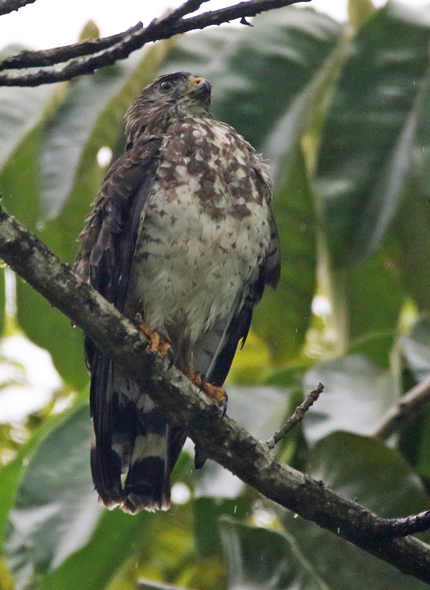 Breitflügelbussard - ML646944654