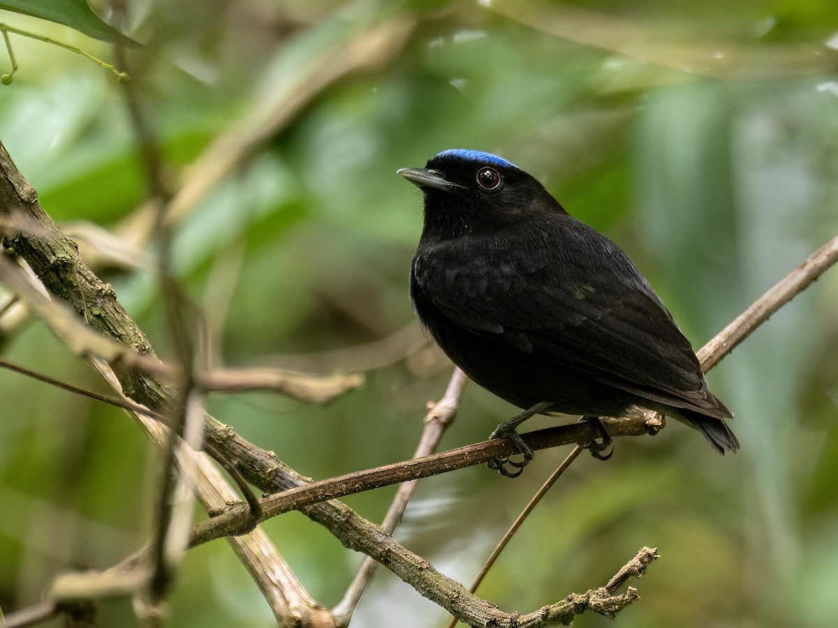 Manakin velouté - ML646944656