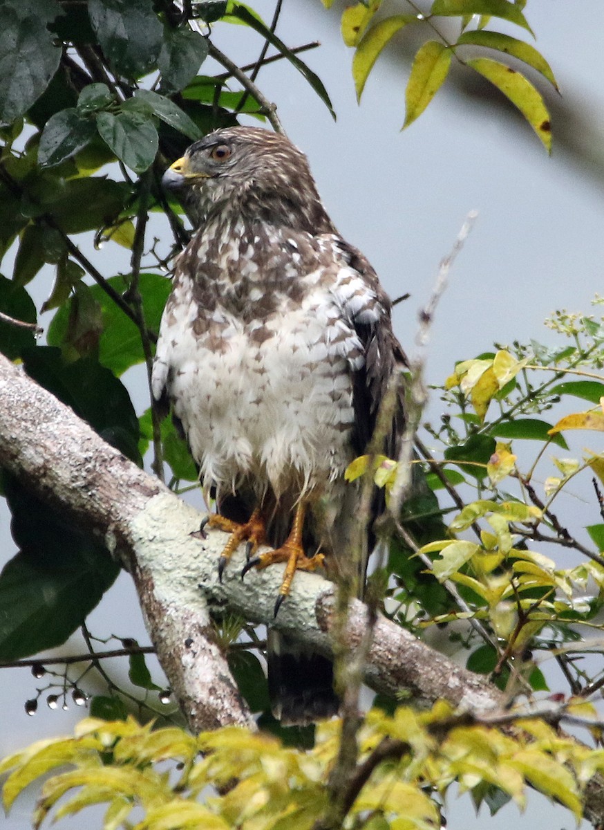 Breitflügelbussard - ML646944657
