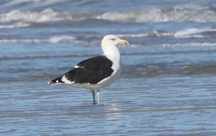 Gavión Atlántico - ML646944658
