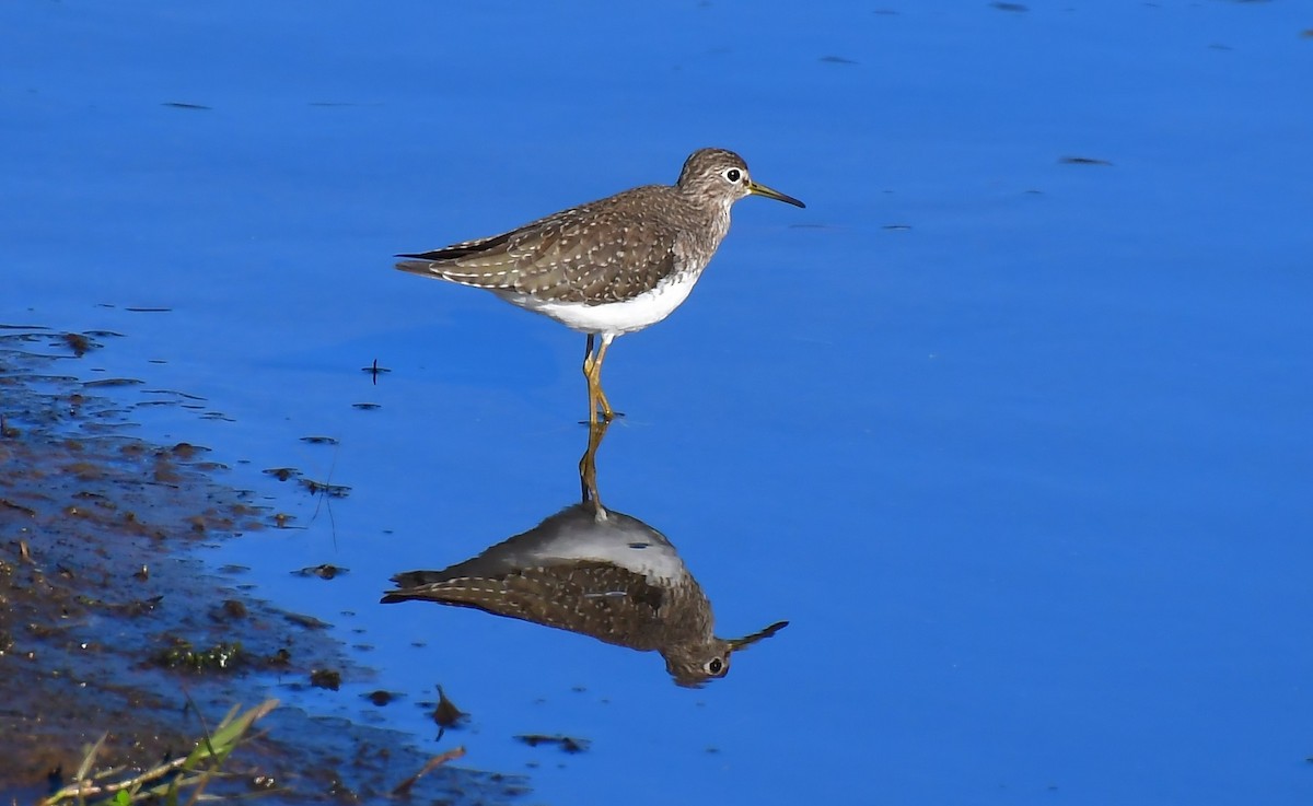 Andarríos Solitario - ML646944659