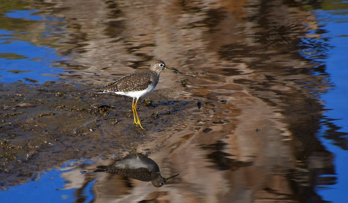 Andarríos Solitario - ML646944660