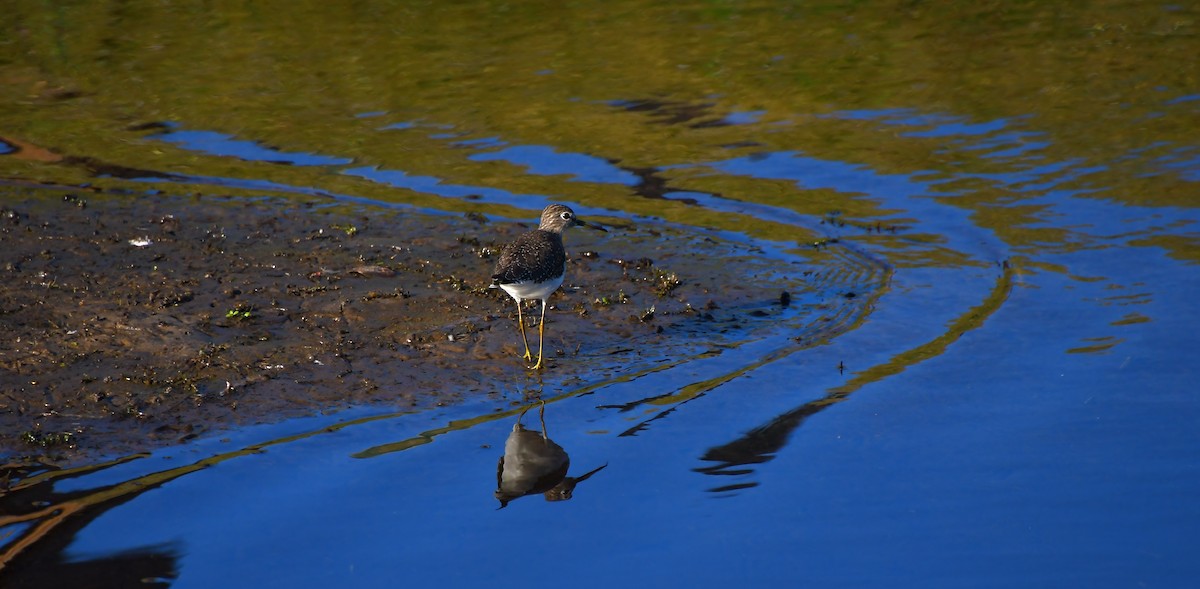 Andarríos Solitario - ML646944661