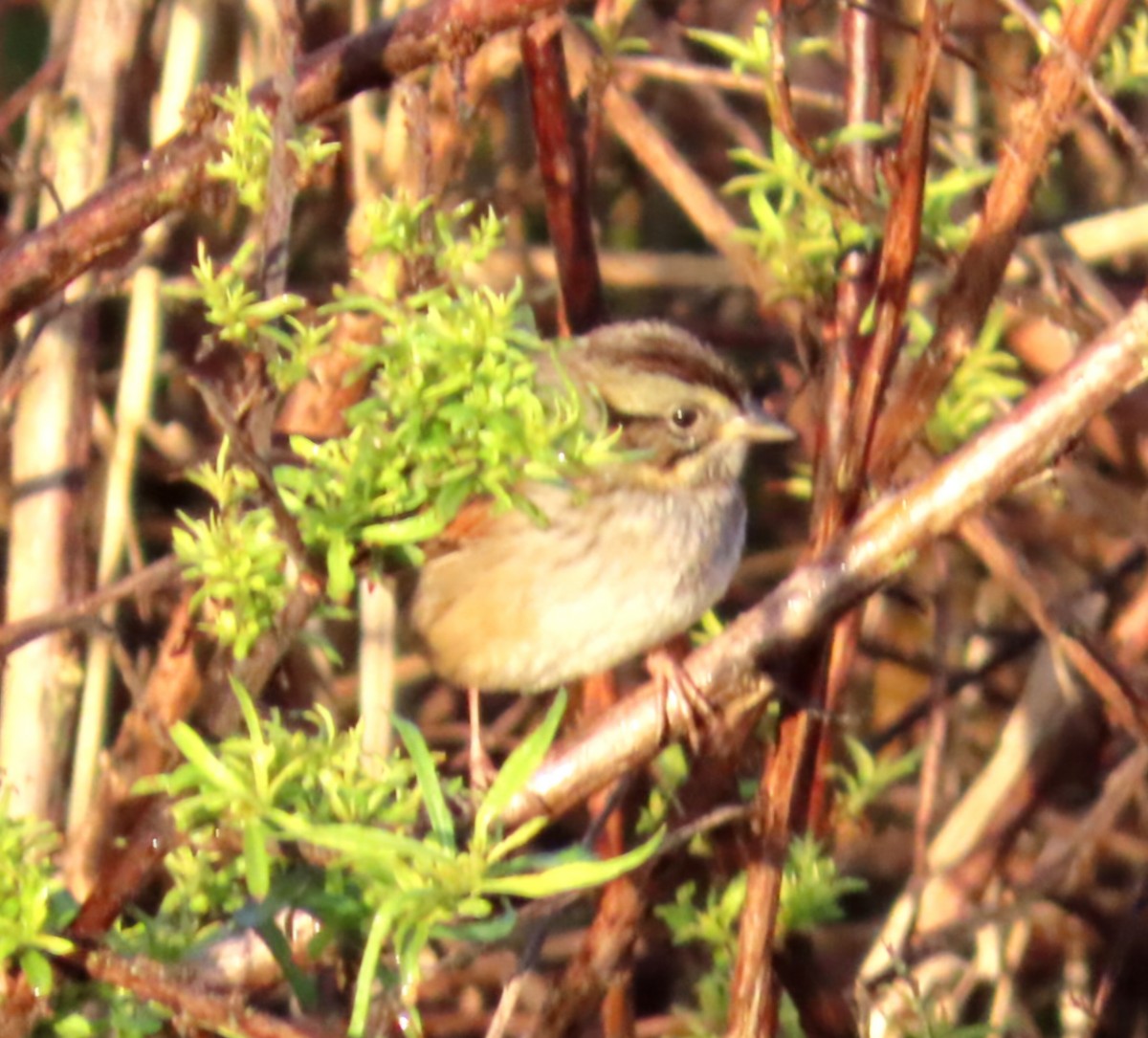 Swamp Sparrow - ML646944670