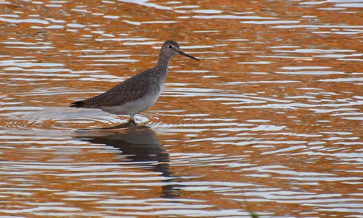 Archibebe Patigualdo Grande - ML646944671