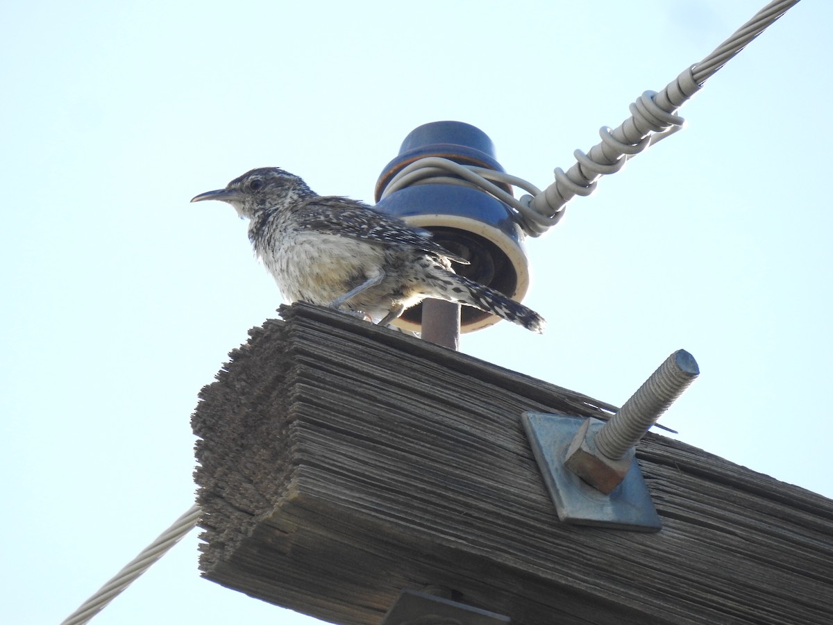Cactus Wren - ML646944672