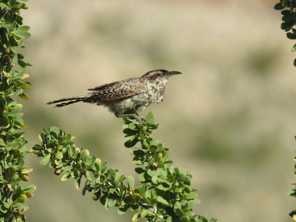 Cactus Wren - ML646944673