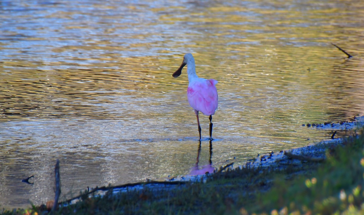 Roseate Spoonbill - ML646944682