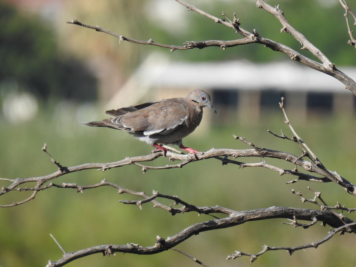 White-winged Dove - ML646944688
